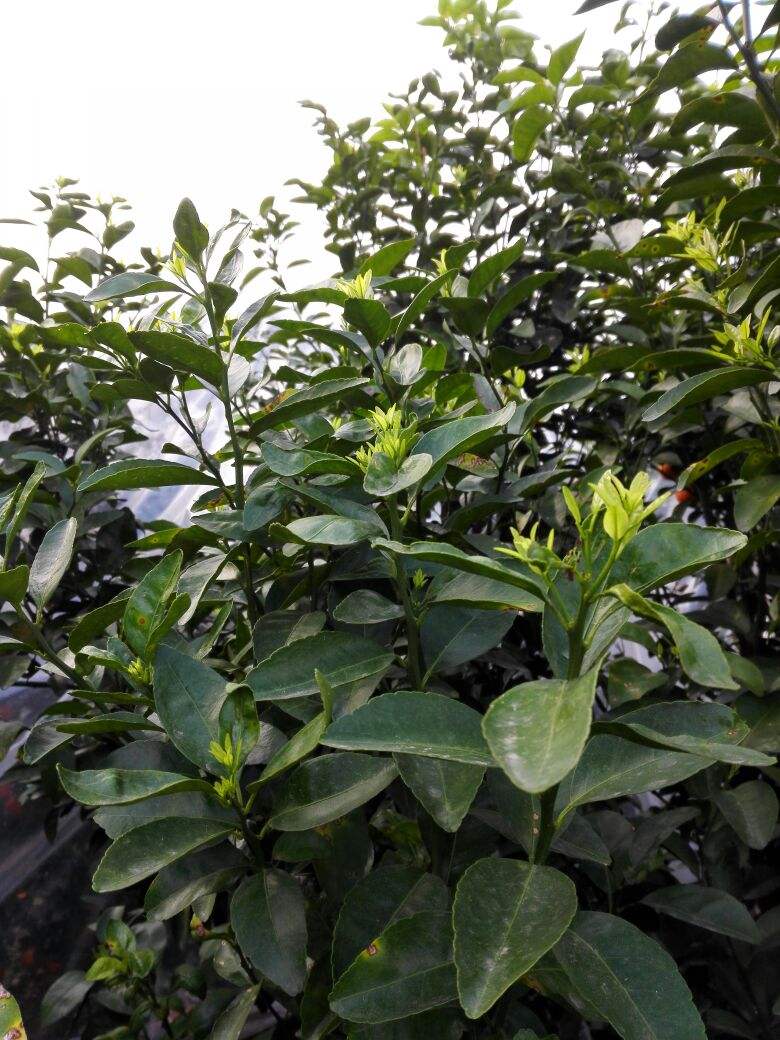 评价！微信号24小时交易平台“开花结果”